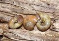 Retinella&nbsp;olivetorum